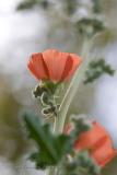 From Sonora Desert