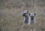 Spotted Hyena Cubs (Crocuta crocuta)