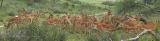 Impalas Panorama copy.jpg