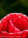 Baby Grasshoper playing hide and seek.jpg