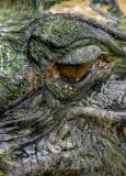Amazonas-Crocodile-Detail.jpg