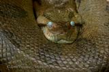 Anaconda-shedding-skin.jpg