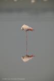 Lesser Flamingo (Flamenco)