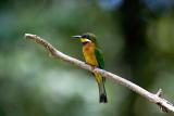 Bee-Eater.jpg