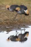 Grey Crowned Cranes