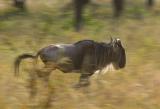 Gnu Panning-003.jpg