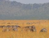 Gracing Zebras, Seronera region