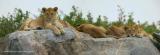 Lioncubs-resting.jpg