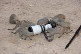 Banded Mongooses (Zebramanguste)
