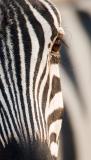 Burchells Zebra - Detail