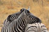 Burchells Zebra (Steppenzebra)