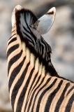 Zebras Detail