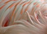 Lesser Flamingo - Detail