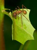 Leaf-Cutter-Ant-3.jpg