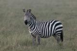 Zebra-Stallion.jpg
