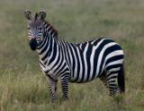 Zebra-Stallion2.jpg