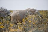 Desert Elephants, Etosha National Park.