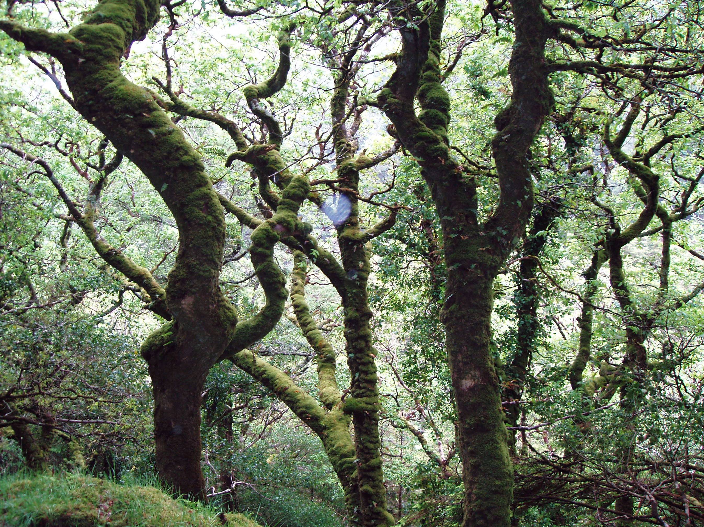 mossforest.jpg