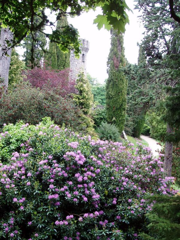 pctowerrhodendrons.jpg