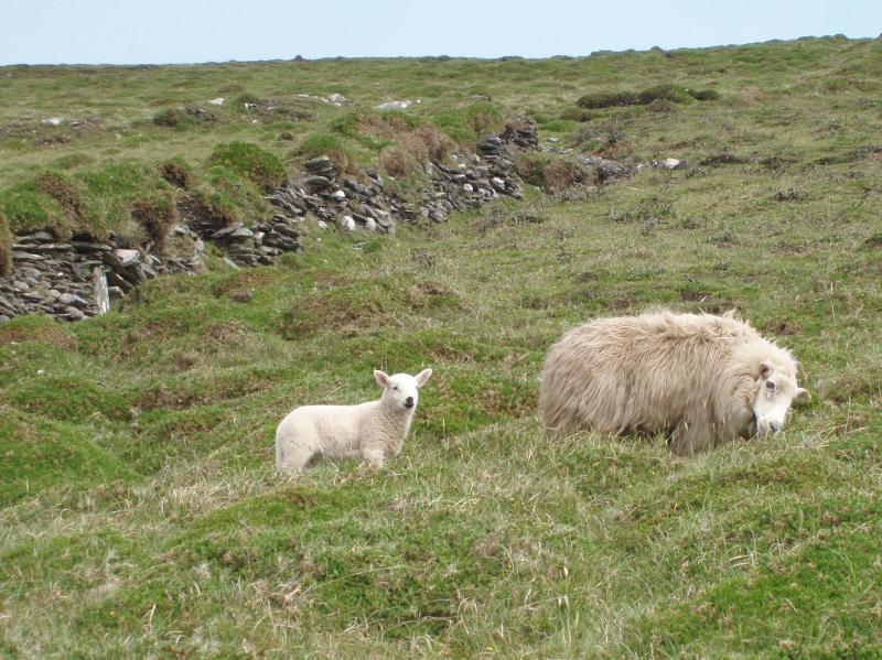 tonsofsheep.jpg