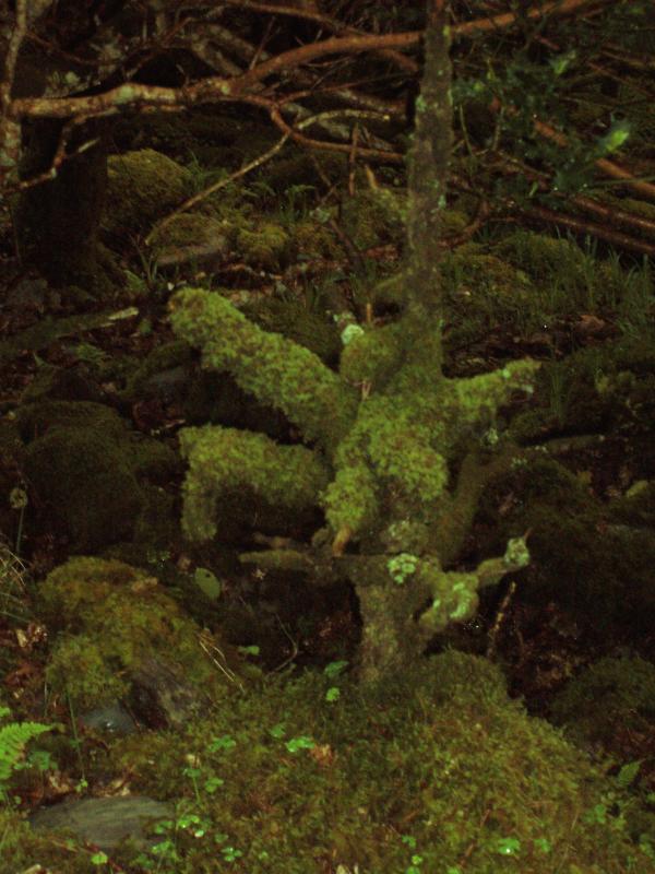 mosscoveredtrunk.jpg