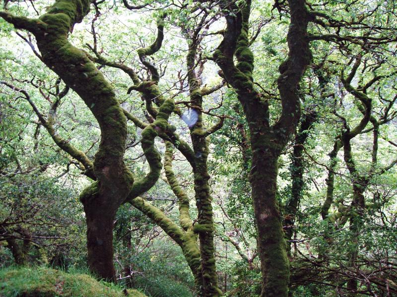 mossforest.jpg