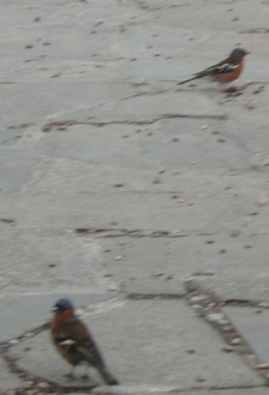 muckrossbirds.jpg
