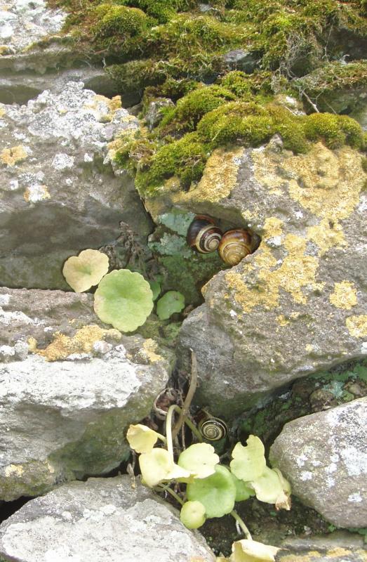 snailsinwall.jpg