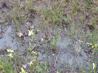 bogbutterwort.jpg