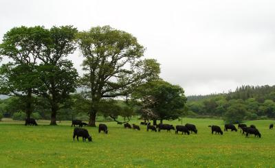 Irishcows.jpg
