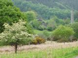 glendaloughhawthorne.jpg