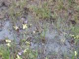 bogbutterwort.jpg