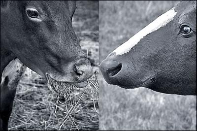 v3/99/567999/3/48076336.RealCalfPlasticCalf.jpg