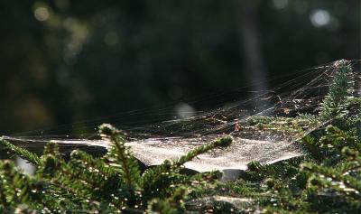 Cobweb