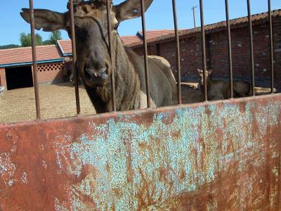 Harbin - Close encounter at a deer farm