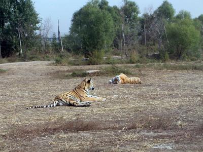 Harbin - Tigers sunbathing