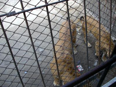 Harbin - Tiger-Lion mixture
