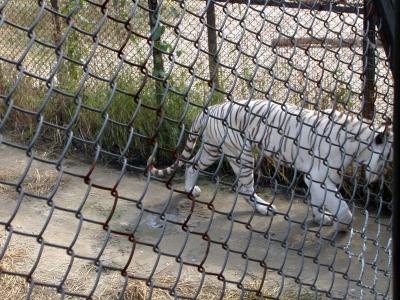 Harbin - White Tiger
