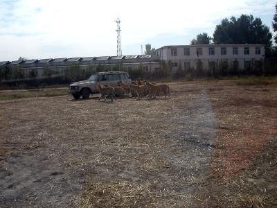 Harbin - Tigers chasing jeep