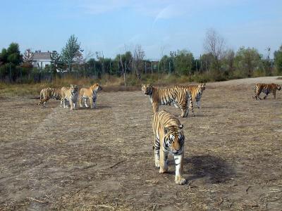 Harbin - hungry tiger come for us