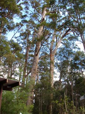 Tree Top Walk, Walpole, Western Australia