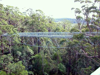 Tree Top Walk 3