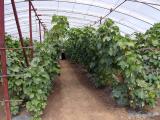 Harbin - Grapes in greenhouse